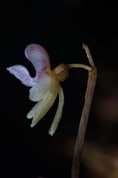 Epipogium aphyllum